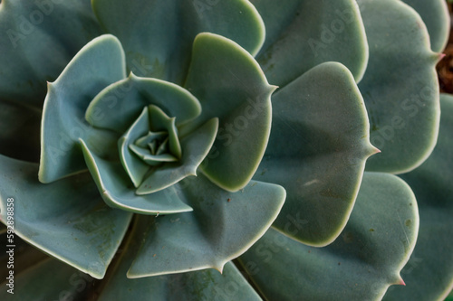Succulents are perfect interior plants and drought resistant because of their unique water holding property. Here is a succulent forming a beautiful texture pattern background.