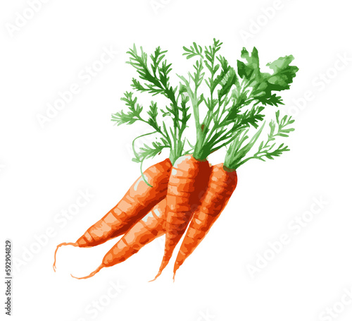 Watercolor carrot icon. Vector illustration desing.