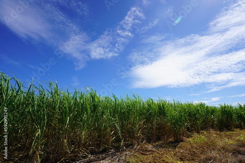 Sugarcane field under blue sky