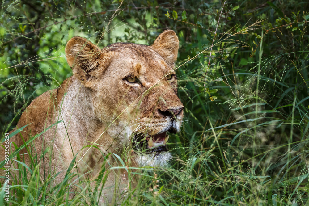 African lioness portrait hiding in the grass in Kruger National park, South Africa ; Specie Panthera leo family of Felidae African lioness portrait hiding in the grass in Kruger National park, South Africa ; Specie Panthera leo family of Felidae