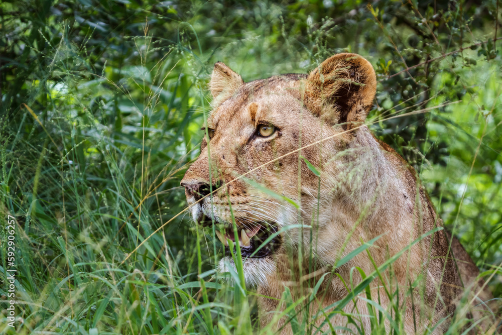 African lioness portrait hiding in the grass in Kruger National park, South Africa ; Specie Panthera leo family of Felidae African lioness portrait hiding in the grass in Kruger National park, South Africa ; Specie Panthera leo family of Felidae
