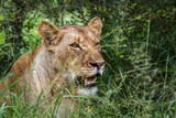African lioness portrait hiding in the grass in Kruger National park, South Africa ; Specie Panthera leo family of Felidae