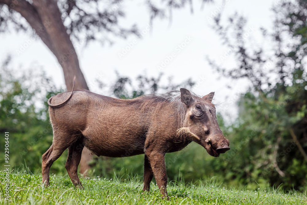 Common warthog standing in meadow in Kruger National park, South Africa ; Specie Phacochoerus africanus family of Suidae Common warthog standing in meadow in Kruger National park, South Africa ; Specie Phacochoerus africanus family of Suidae