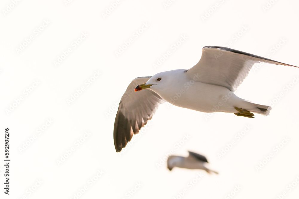 Fototapeta premium 바닷가 갈매기들의 자유로운 날개짓. 조나단의 꿈.