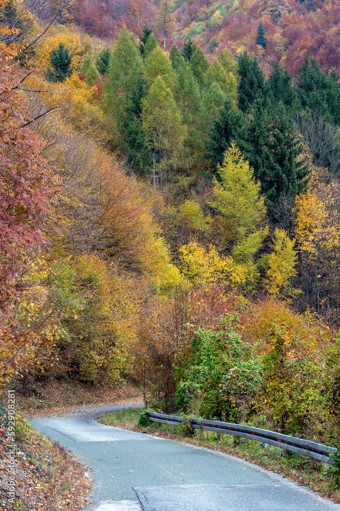 Vertical shot of a road surrounded by trees in autumn Vertical shot of a road surrounded by trees in autumn