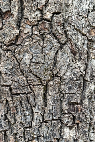 Vertical shot of a tree bark texture