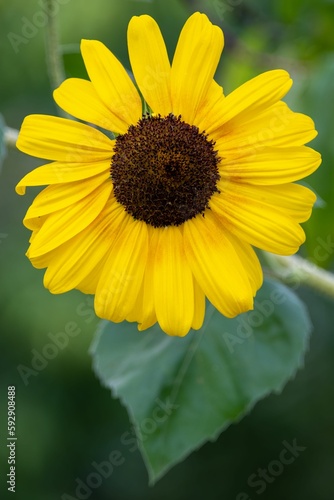 Vertical shot of a beautiful sunflower