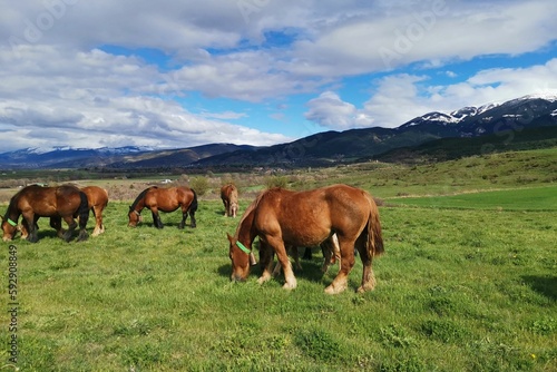 Group of horses eating grass on a sunny day with hills in the background