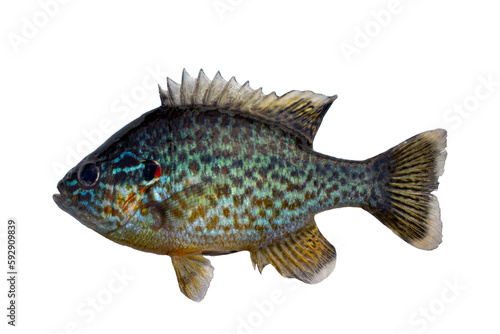 Sun perch isolated on white. Freshwater fish.