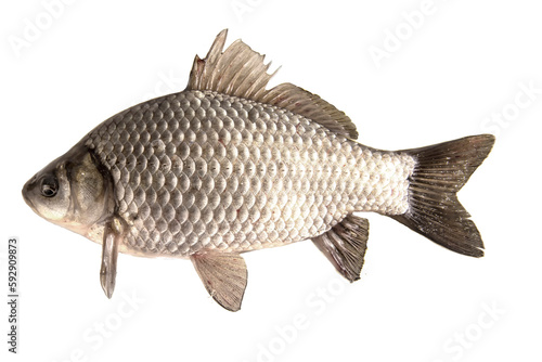 Freshwater crucian fish isolated on white