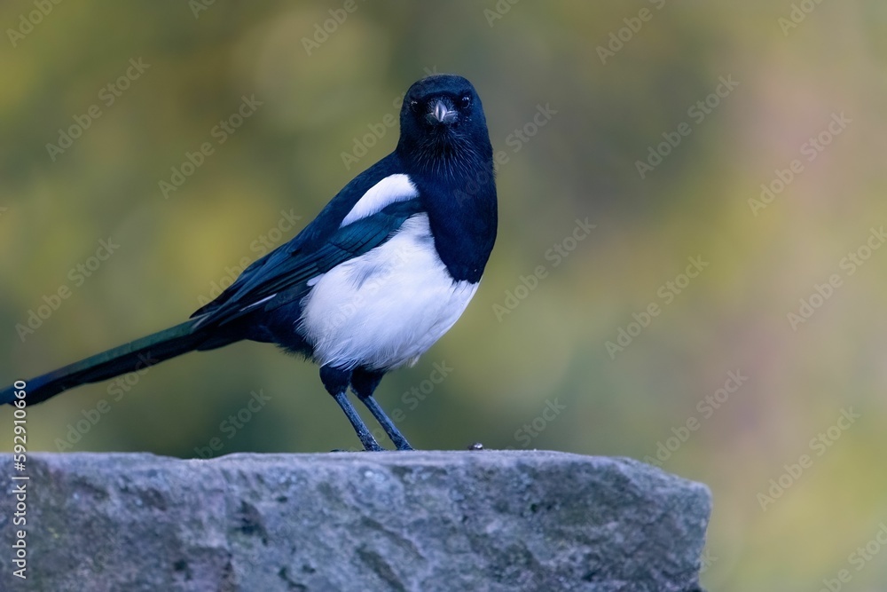 Common magpie (Pica pica) perched on stone Common magpie (Pica pica) perched on stone