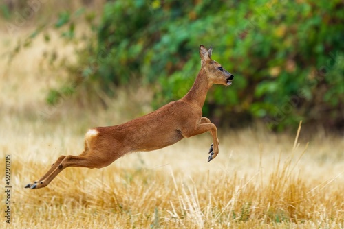 Beautiful shot of a roe deer in a field