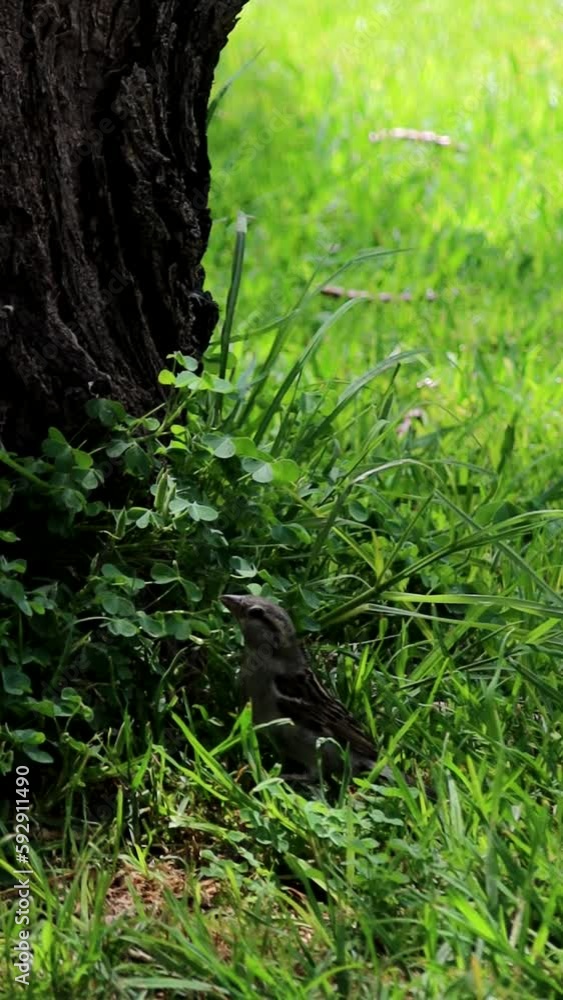 Vertical closeup of a sparrow among the grass