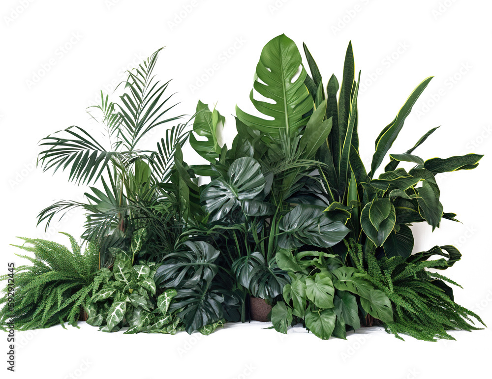 A high-resolution image of a transparent tropical foliage plant arrangement A high-resolution image of a transparent tropical foliage plant arrangement