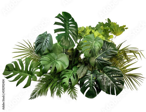 tropical leaves foliage plant jungle bush floral