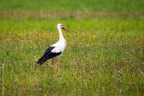 Closeup of a stork in a field
