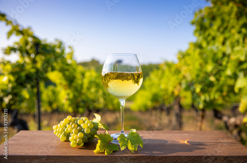 Verre de vin blanc dans les vignes et grappe de raisin au soleil en automne. photo