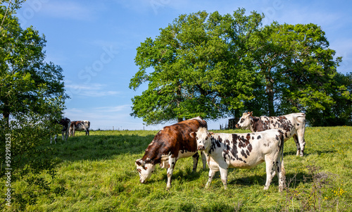 Paysage de campagne et vache en troupeau dans les champs au printemps.