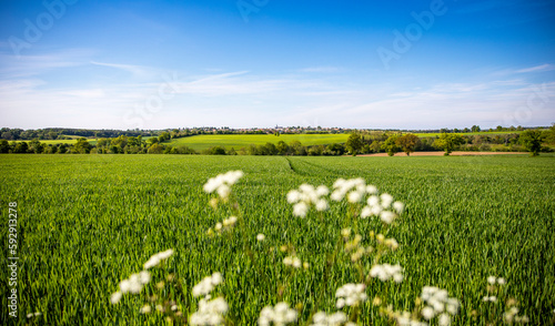 Paysage vallonné en campagne au printemps sous le ciel bleu.