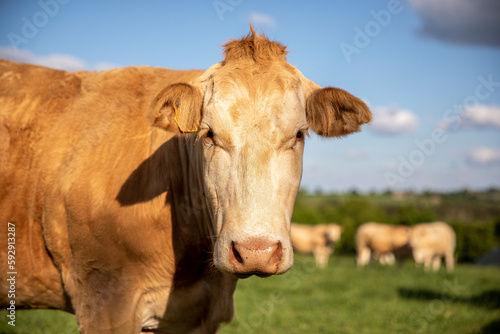 Portrait de vache de race Blonde d Aquitaine dans la campagne en France.