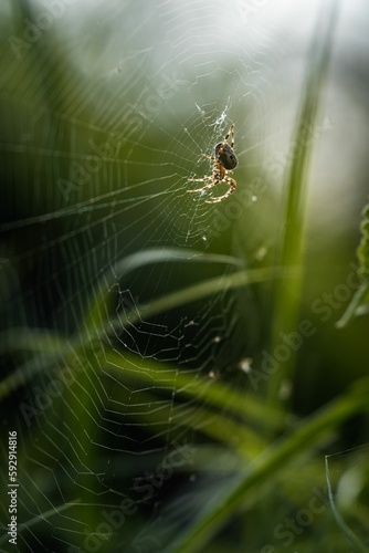 Vertical close-up of a spider (Araneae) walking on its own web in late summer