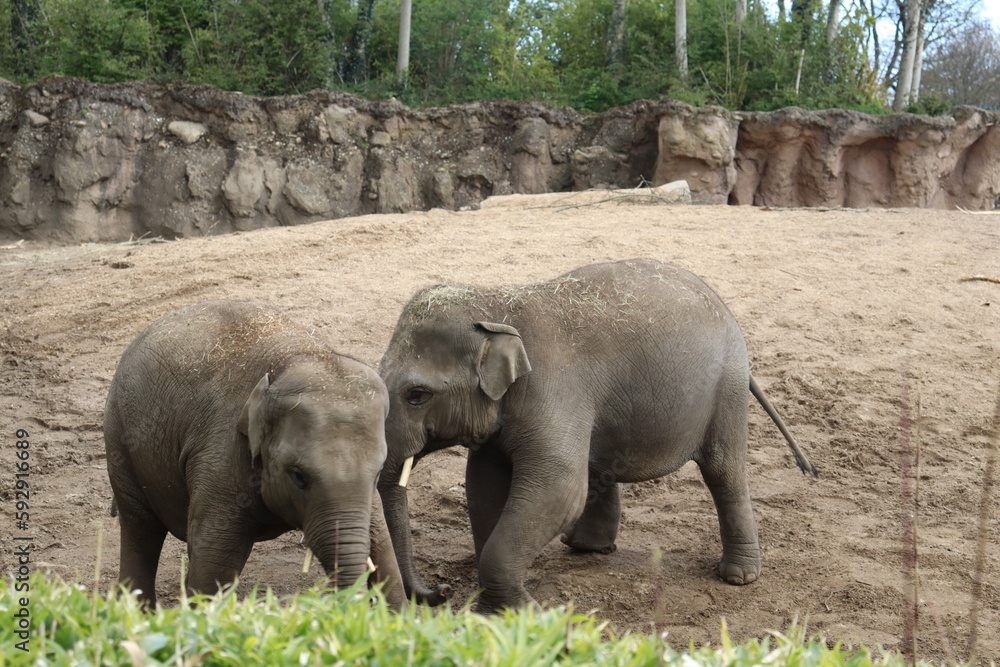 baby elephants playing at dublin zoo