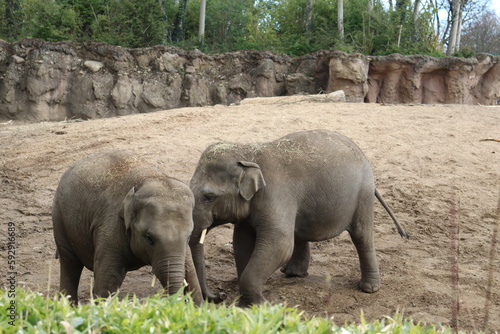 Photography baby elephants playing at dublin zoo