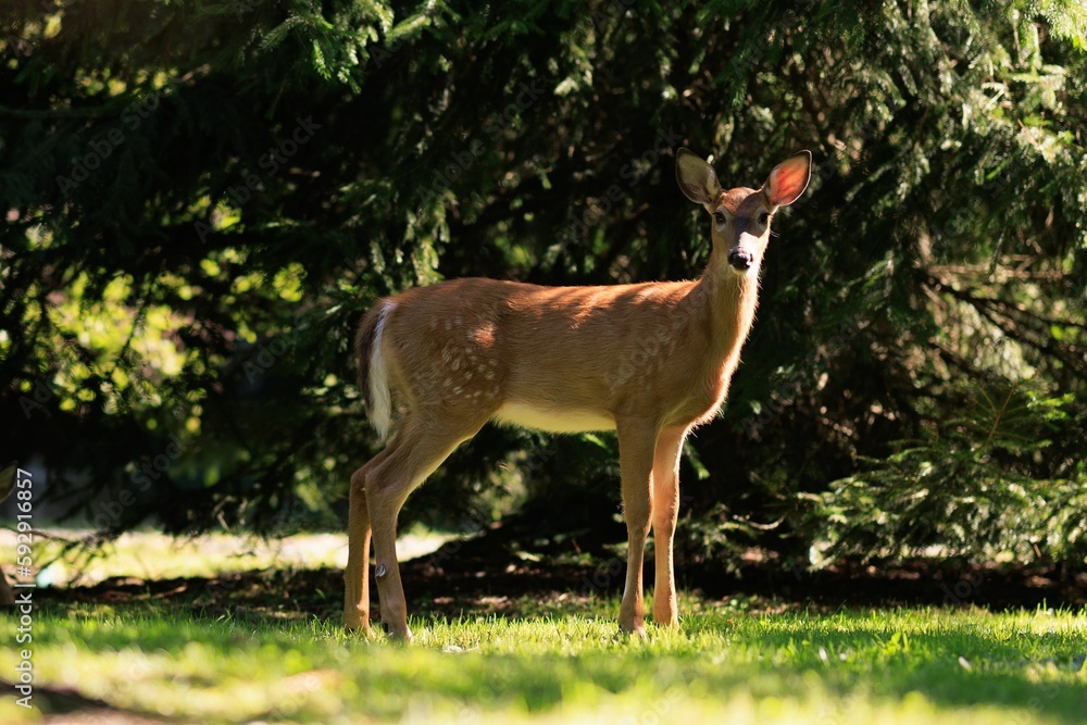 Cute deer (Cervidae) in the forest with trees in the blurred background on a sunny day Cute deer (Cervidae) in the forest with trees in the blurred background on a sunny day