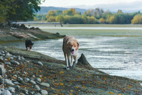 Photography Cute dogs walking at the edge of a lake