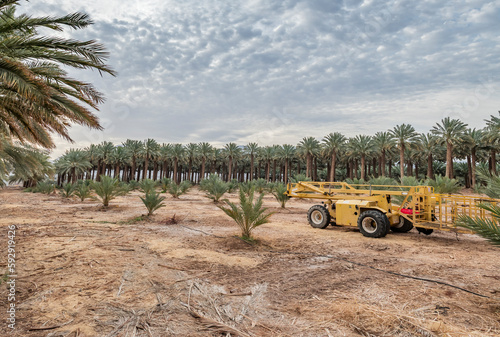 Palm plantation maintenance and care of date palms. Image depicts healthy foo...