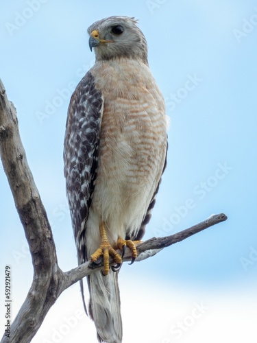 Closeup shot of a red-shouldered hawk