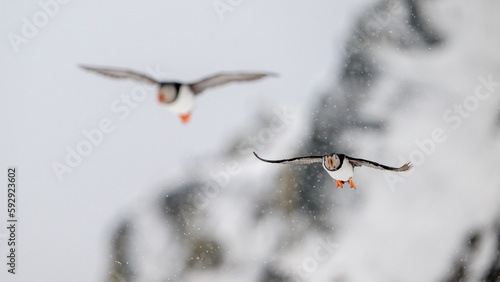 Atlantic puffin (Fratercula arctica) in snow at Hornøya island, Norway photo