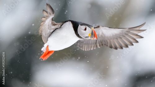 Atlantic puffin (Fratercula arctica) in snow at Hornøya island, Norway photo