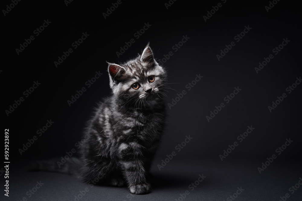Studio shot of adorable scottish black tabby kitten on dark background.