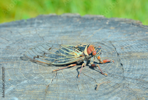 Cicada (Cicadetta pellosoma) photo