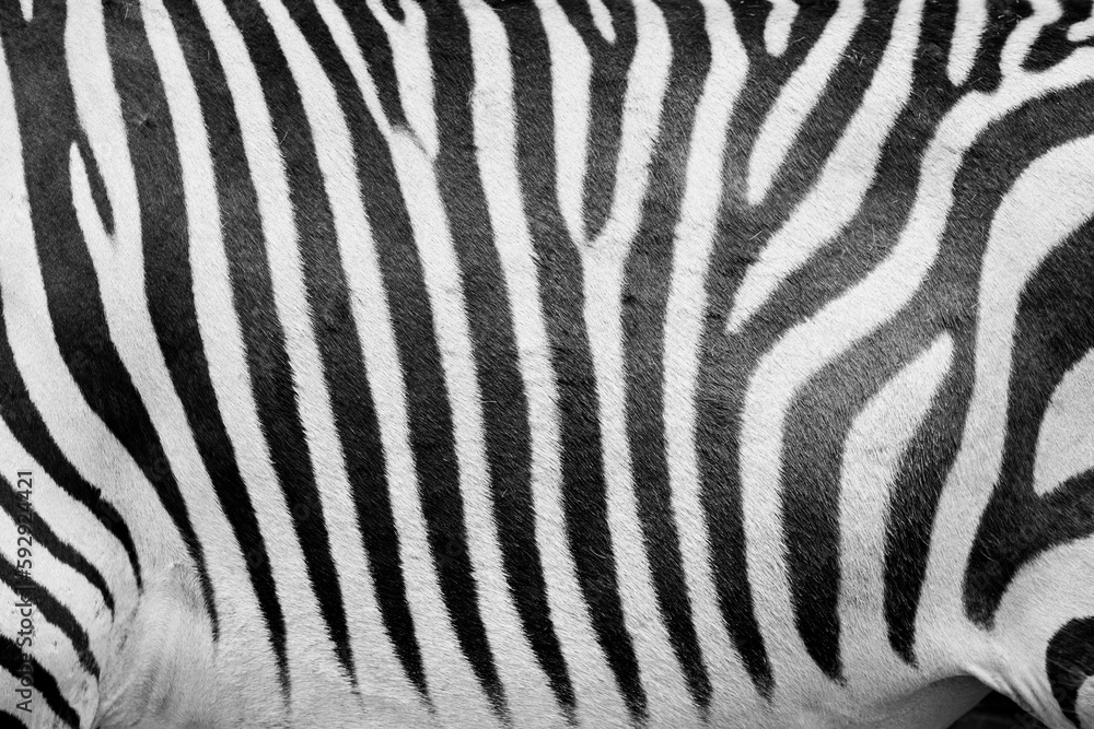 Closeup shot of black and white stripes located on the skin of a zebra