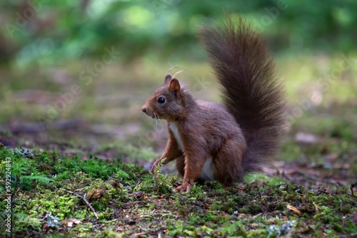 Closeup of an adorable Red squirrel with a furry tail sitting on the bark of a tree