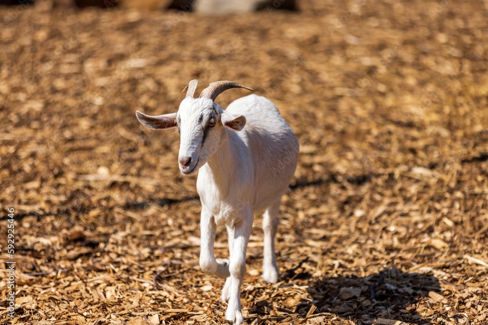 Closeup shot of a cute white baby goat with short horns walking in a farmland Closeup shot of a cute white baby goat with short horns walking in a farmland