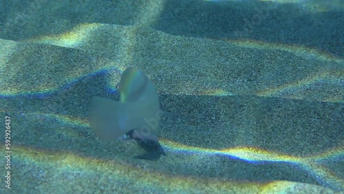 Cleaver Wrasse or Pearly Razorfish (Xyrichtys novacula) searches for food on the sandy bottom in shallow water, close-up. Mediterranean, Greece. photo