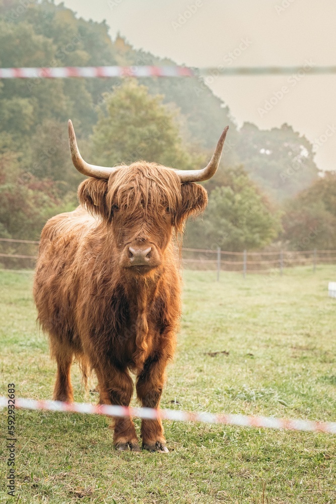 Closeup of brown Highland cattle in green pasture in valley in Upper Bavaria. Closeup of brown Highland cattle in green pasture in valley in Upper Bavaria.