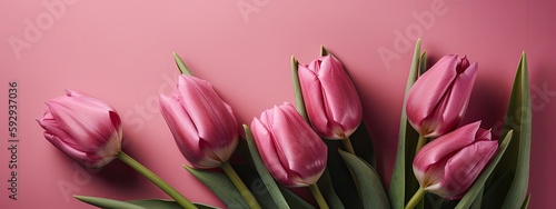 Tulips on pink background with copy space for text