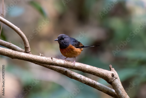White-rumped shama or Copsychus malabaricus seen in Rongtong, West Bengal, India