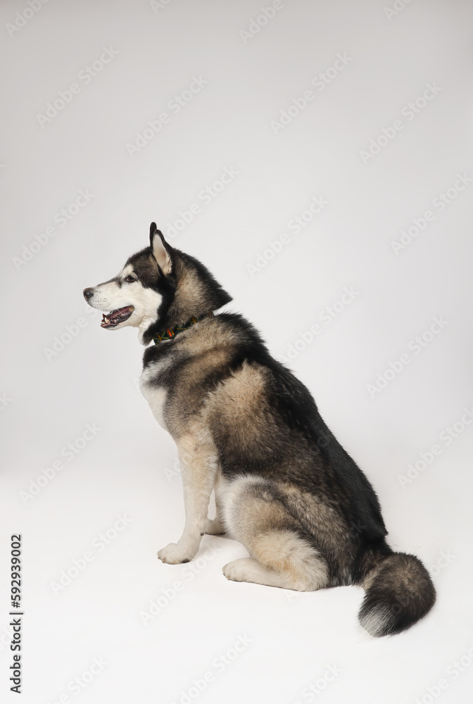 A black Siberian Husky boy is sitting on a white background