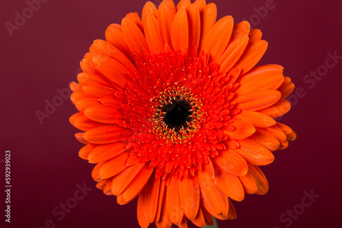 Red Gerbera flower