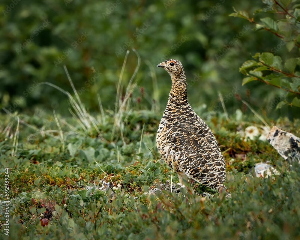 Closeup of a rock ptarmigan in the green meadow Closeup of a rock ptarmigan in the green meadow