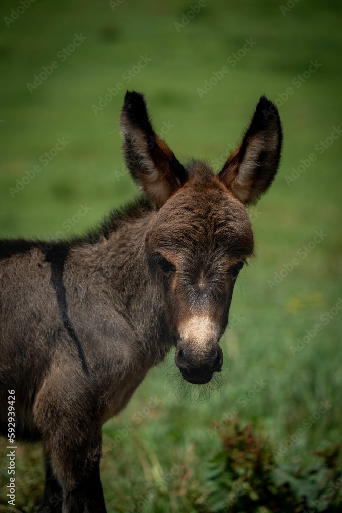 Closeup of a North American baby donkey against the green background