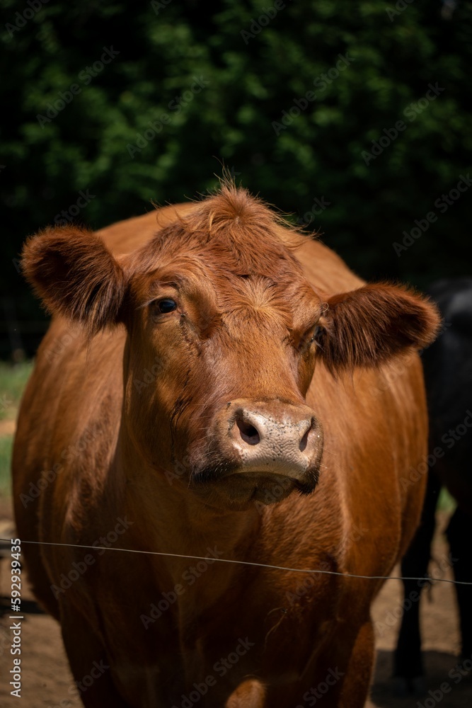 Closeup of a beautiful brown Aberdeen Angus on a farm Closeup of a beautiful brown Aberdeen Angus on a farm
