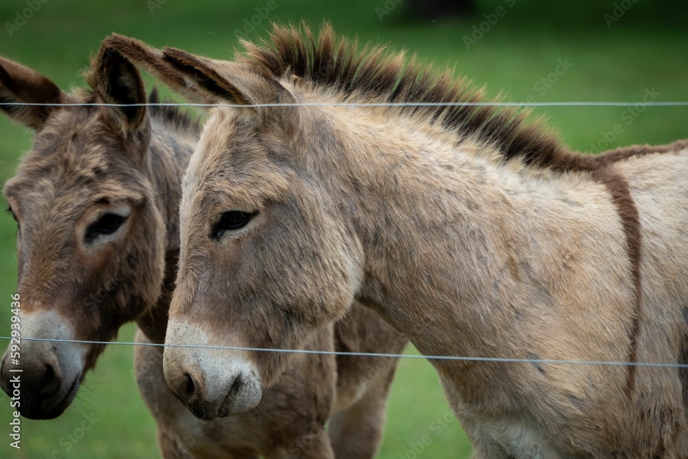 Closeup of two donkeys against the green blurred background