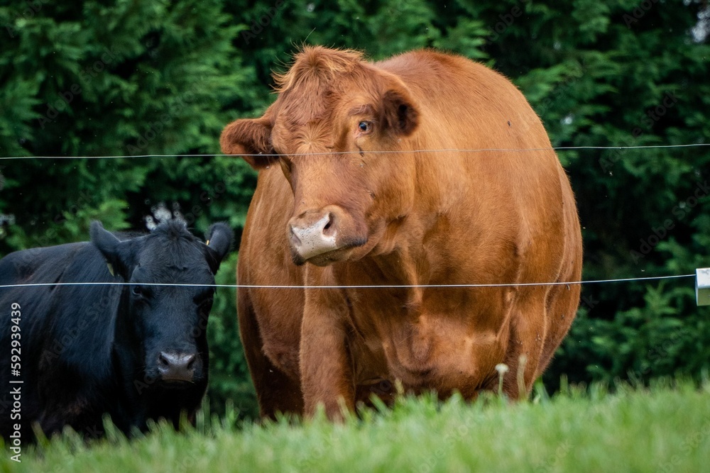 Closeup of two Aberdeen Angus on a farm Closeup of two Aberdeen Angus on a farm