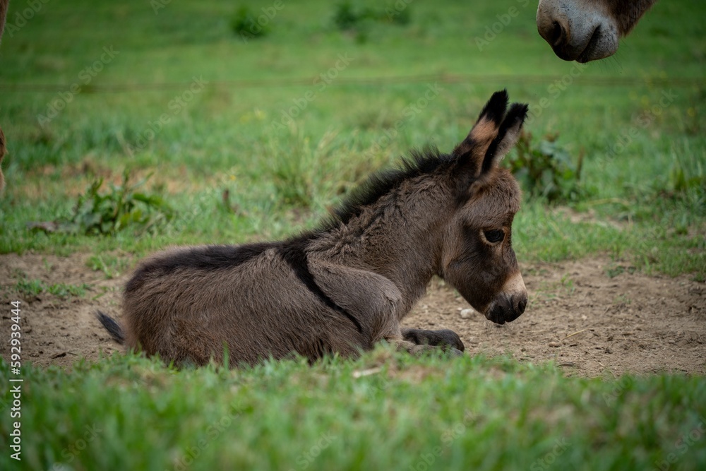 Closeup of a North American baby donkey against the green background Closeup of a North American baby donkey against the green background